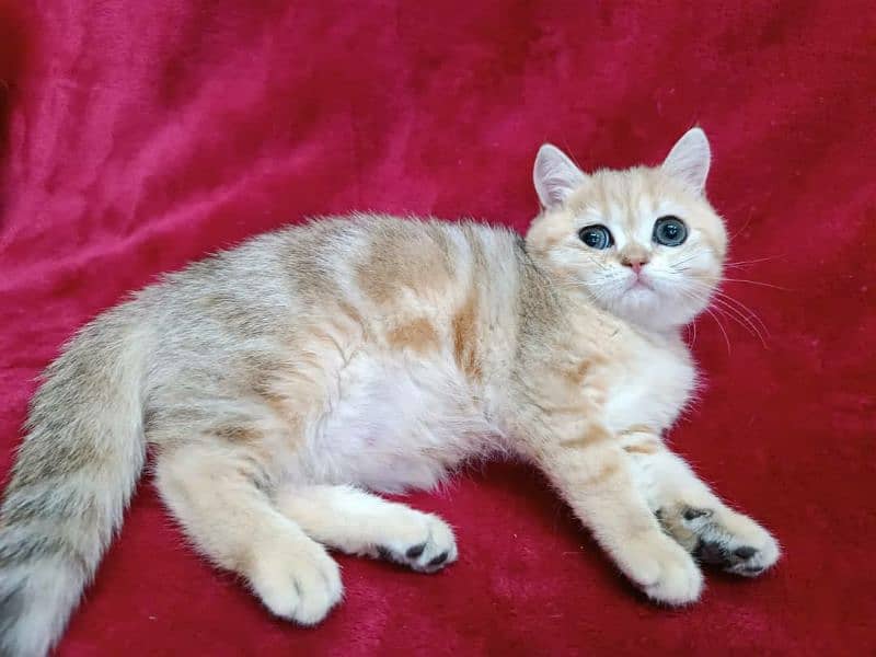 British shorthair 6