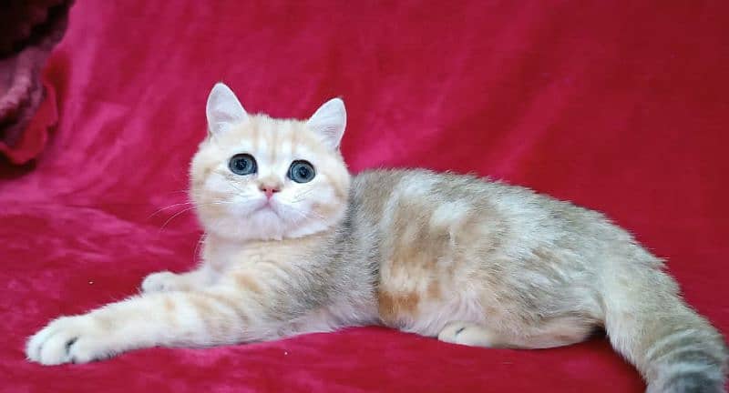 British shorthair 7