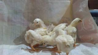 Hera Aseel Chicks Sale