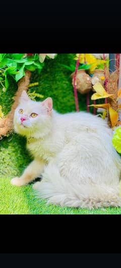 Persian male one year old