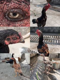 aseel hens,chicks, rooster