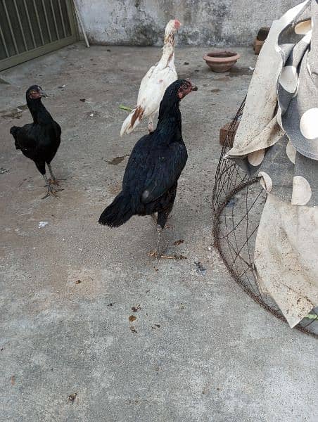 aseel hens,chicks, rooster 5