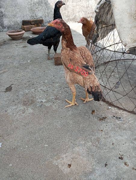 aseel hens,chicks, rooster 6