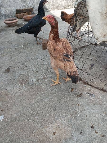 aseel hens,chicks, rooster 7