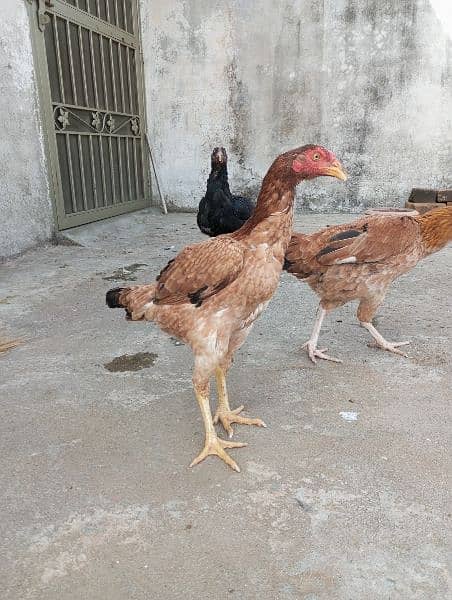 aseel hens,chicks, rooster 8