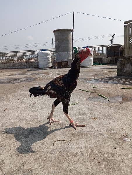 aseel hens,chicks, rooster 9