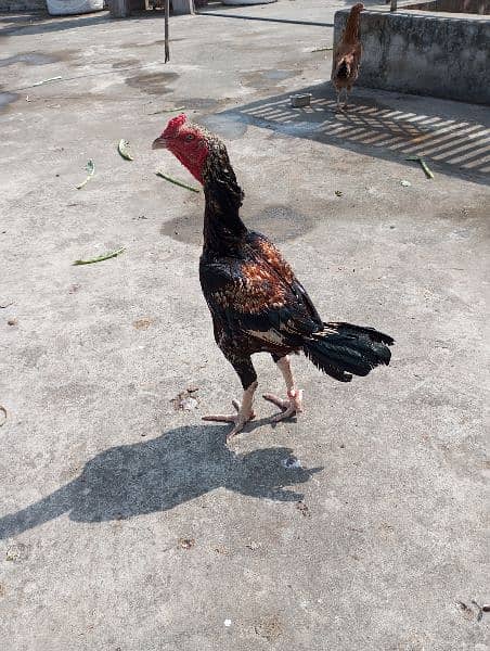 aseel hens,chicks, rooster 10