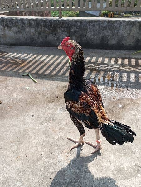 aseel hens,chicks, rooster 12