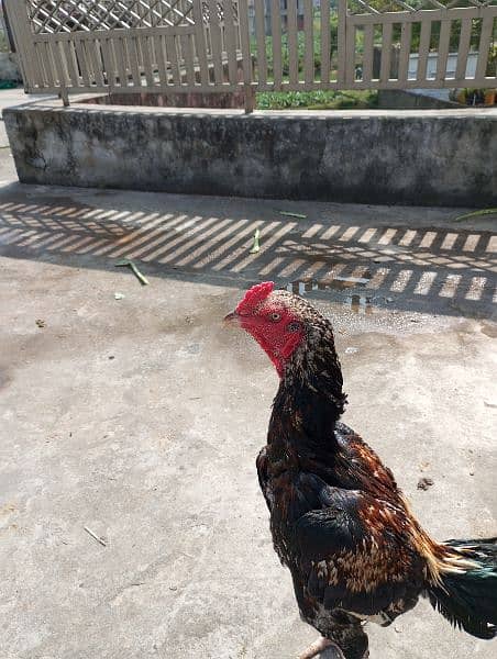 aseel hens,chicks, rooster 13