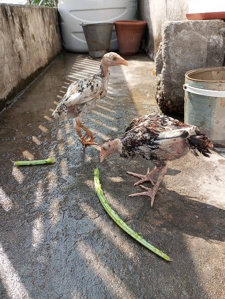 aseel hens,chicks, rooster 17