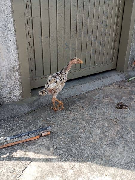 aseel hens,chicks, rooster 18