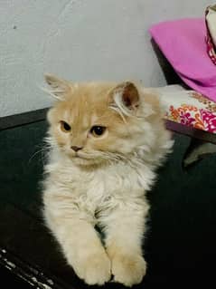 persian cat kiten