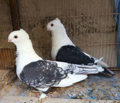 pigeons pair