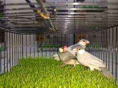 1 pair silver java available and 1 breeder grey male available