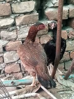 home bread egg laying aseel hens for sale