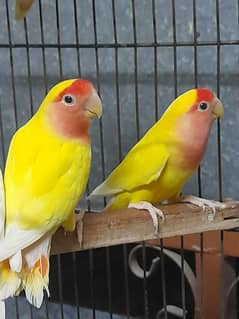 Lovebird