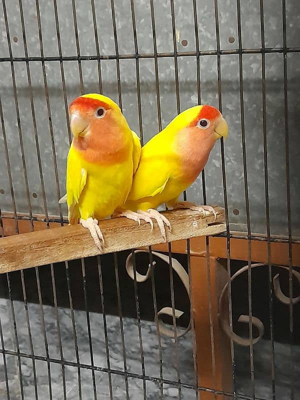 Lovebird 1