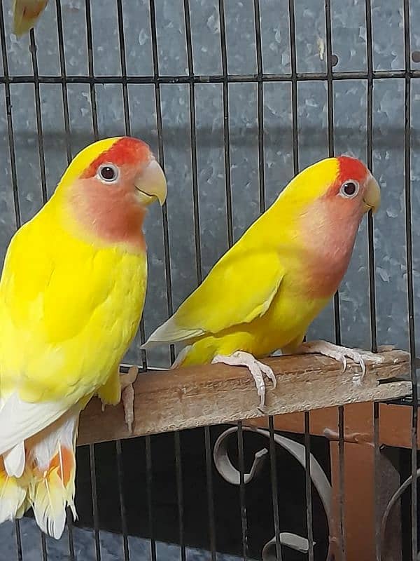 Lovebird 2