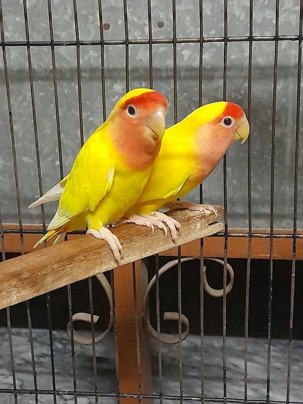 Lovebird 3