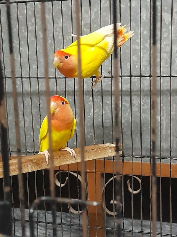 Lovebird 4