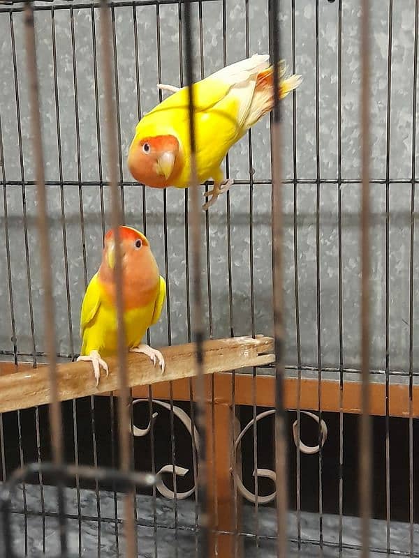 Lovebird 5