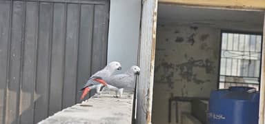 African Grey Parrot