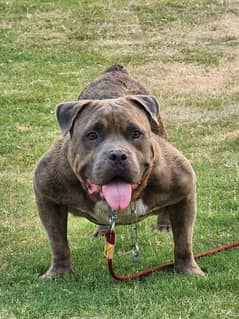 american bulley dog only exchange with good german shephered or alabai