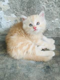 PERSIAN CAT/ KITTENS FOR SALE 03216738445