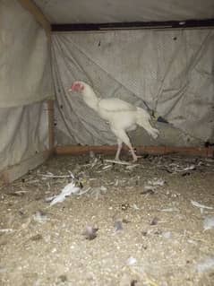 Aseel Heera hen female (03204661930)