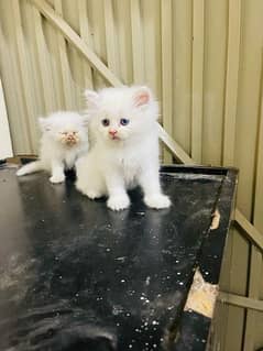 PERSIAN CAT/ KITTENS AVAILABLE FOR SALE 03110687381