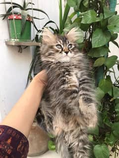 persian kitten doll face kitten triple coat kitten