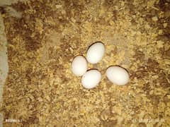 COMMON WHITE COCKTAIL RED EYE BREEDER PAIR WITH EGGS 03095263441