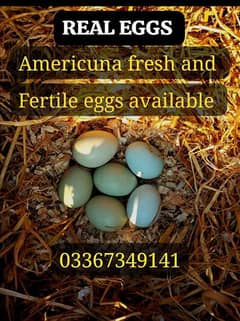 Fancy hens Top Quality ka  Fresh/fertile eggs available Rear breed ka