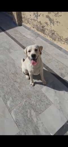 Labrador Male