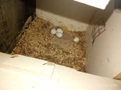 COMMON WHITE RED EYE BREEDER PAIR WITH EGGS AND CHICKS 03095263441