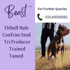 TRI Colour Pitbull for sale | Pitbull For for sale