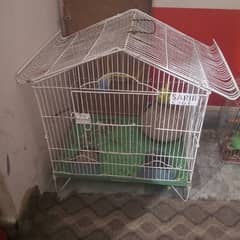 austilan parrot pair breed with cage ka sath