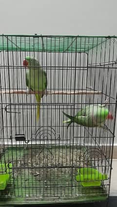 Raw alexandran parrot pair for sale without cage