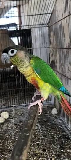 Handtame Green Conure (Red Factor)