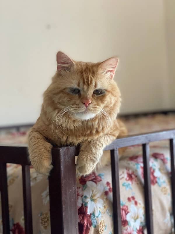 persian male kitten Cat 1