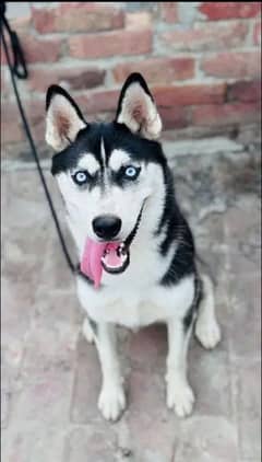 Siberian husky male for sale urgent