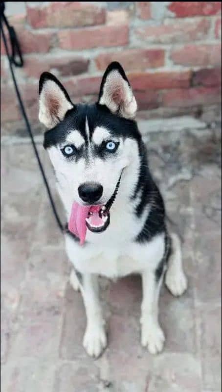 Siberian husky male for sale urgent 0