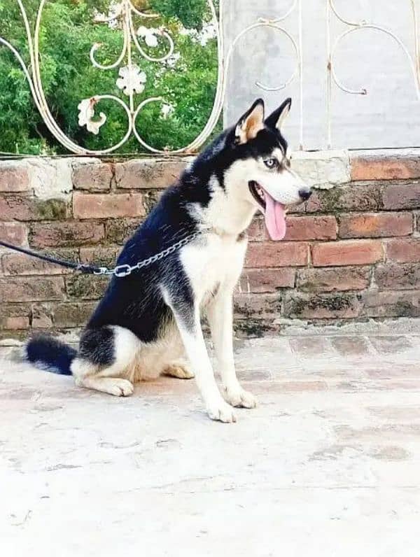 Siberian husky male for sale urgent 1