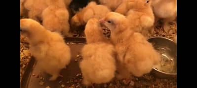 Golden buff chicks