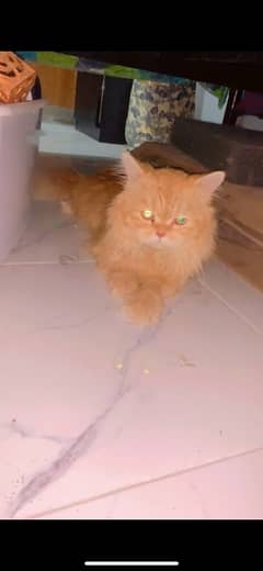 Male heavy persian urgent sale