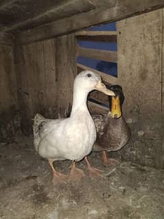 Healthy Ducklings/Adult Ducks for sale