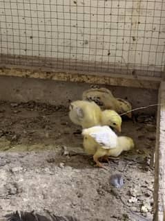 White Heera Chicks