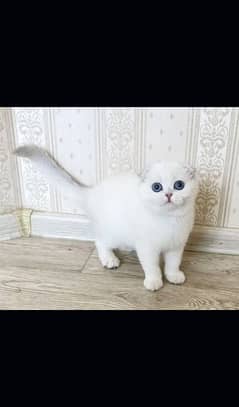 Scottish fold