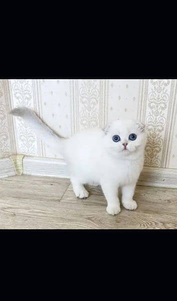 Scottish fold 0