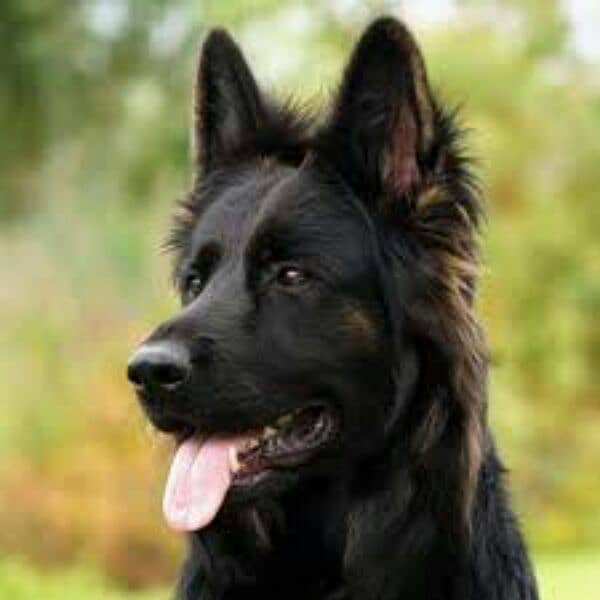 German Shepherd show quality 1